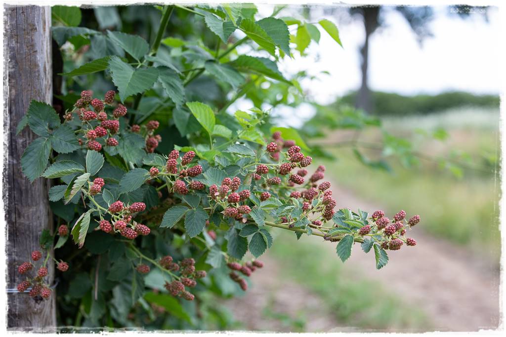 jeżyny do ogrodu 51 jeżyny do ogrodu 51