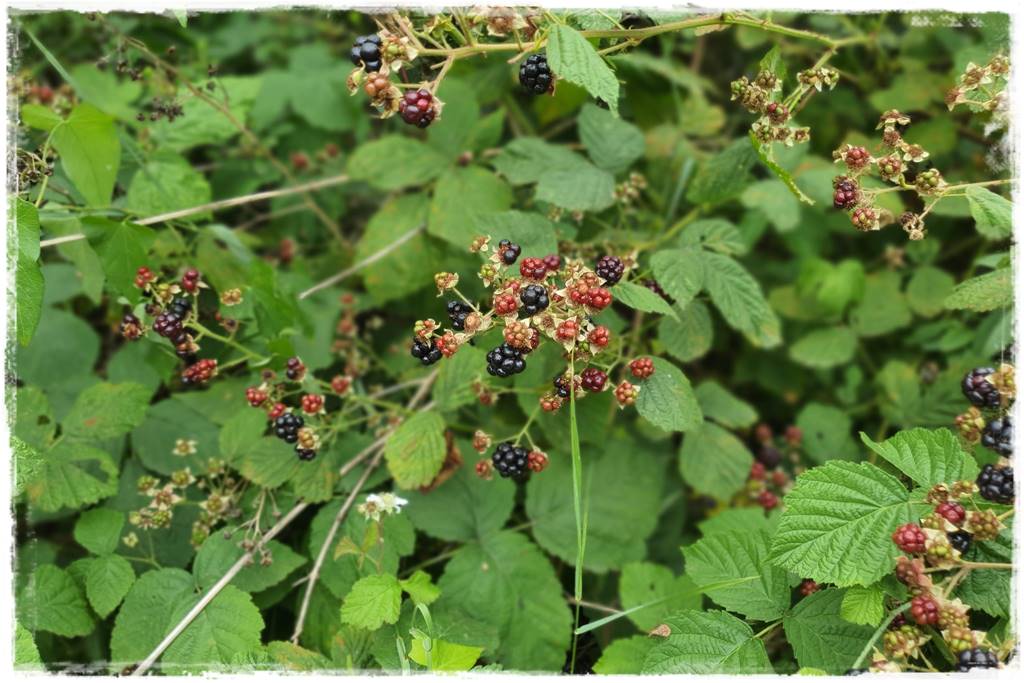 jeżyny do ogrodu 57 jeżyny do ogrodu 57