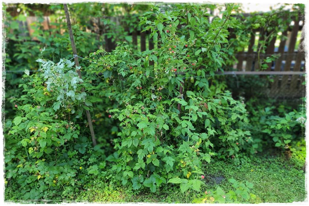 jeżyny do ogrodu 58 jeżyny do ogrodu 58