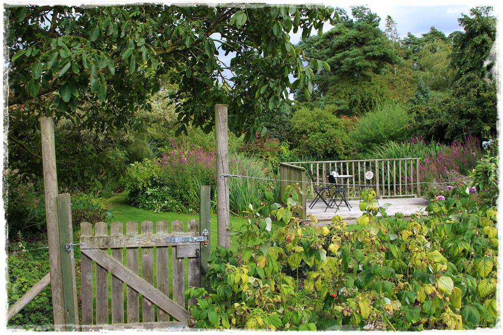 jeżyny do ogrodu 8 jeżyny do ogrodu 8