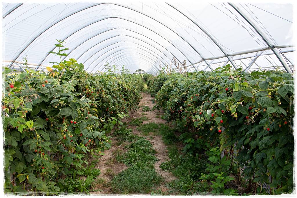 jeżyny do ogrodu 9 jeżyny do ogrodu 9