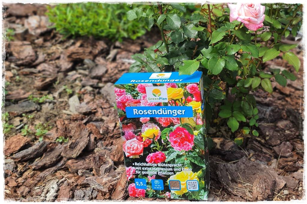 letnie nawożenie róż 13 letnie nawożenie róż 13