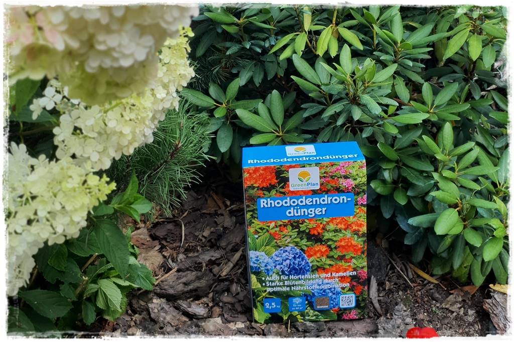 letnie nawożenie róż 14 letnie nawożenie róż 14