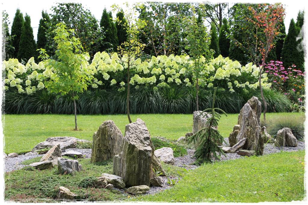 letnie nawożenie róż 14a letnie nawożenie róż 14a