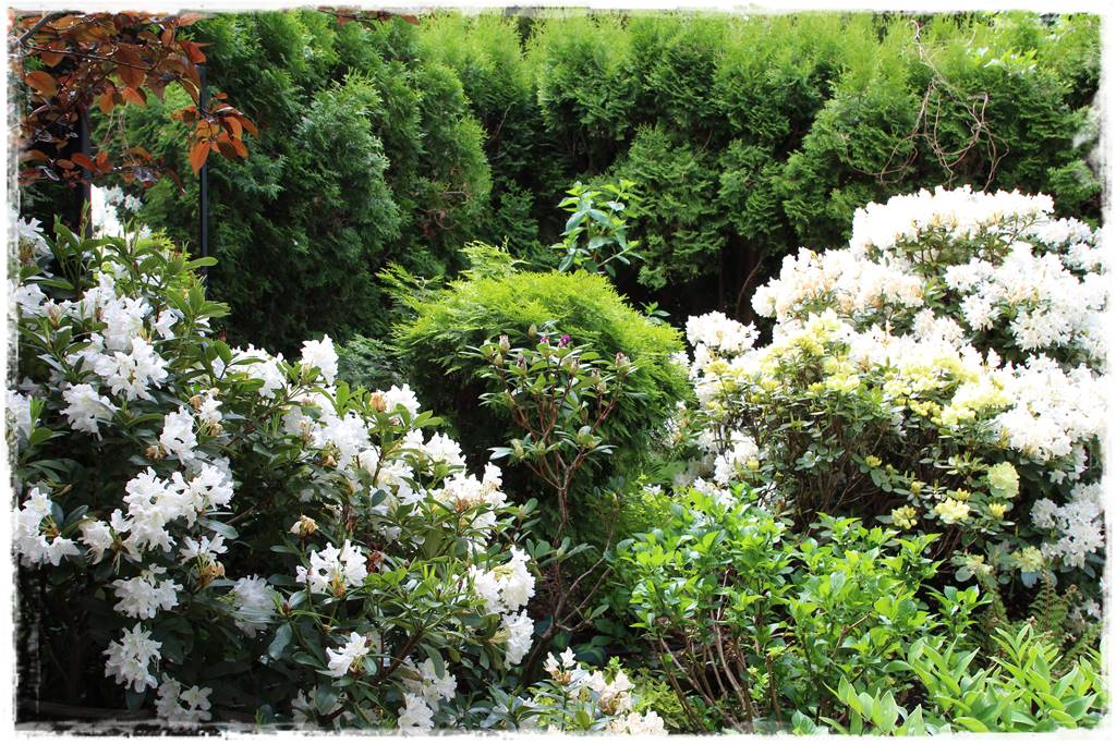 letnie nawożenie róż 18 letnie nawożenie róż 18