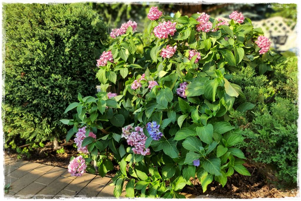 letnie nawożenie róż 19 letnie nawożenie róż 19