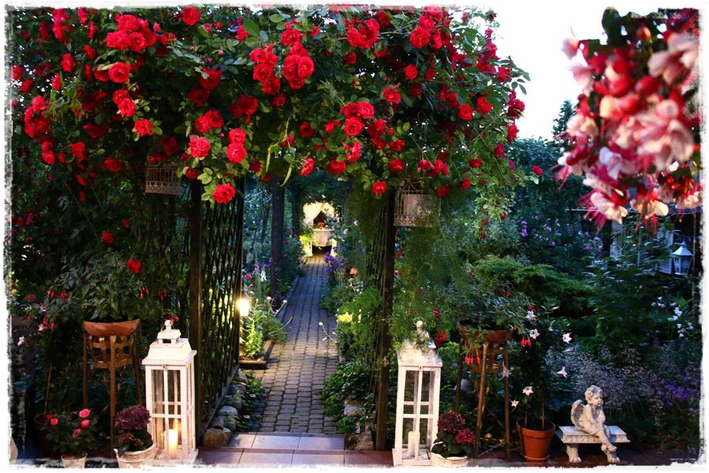 letnie nawożenie róż 23 letnie nawożenie róż 23