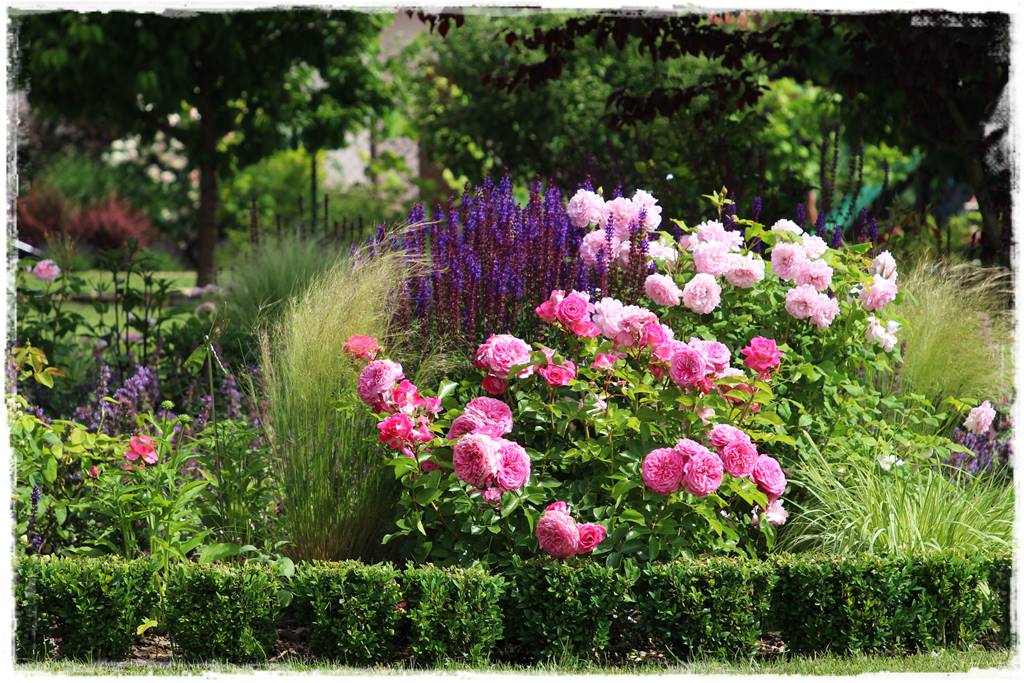 letnie nawożenie róż 24 letnie nawożenie róż 24