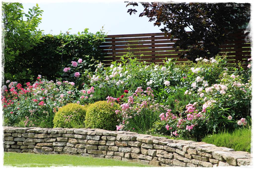 letnie nawożenie róż 25 letnie nawożenie róż 25