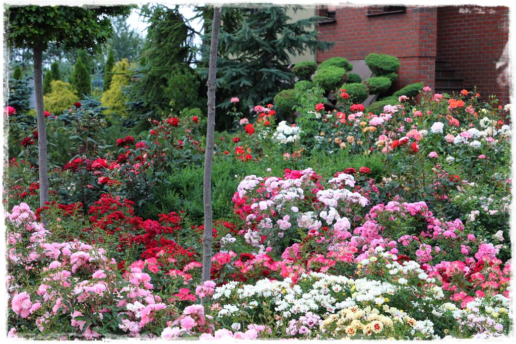 letnie nawożenie róż 27 letnie nawożenie róż 27