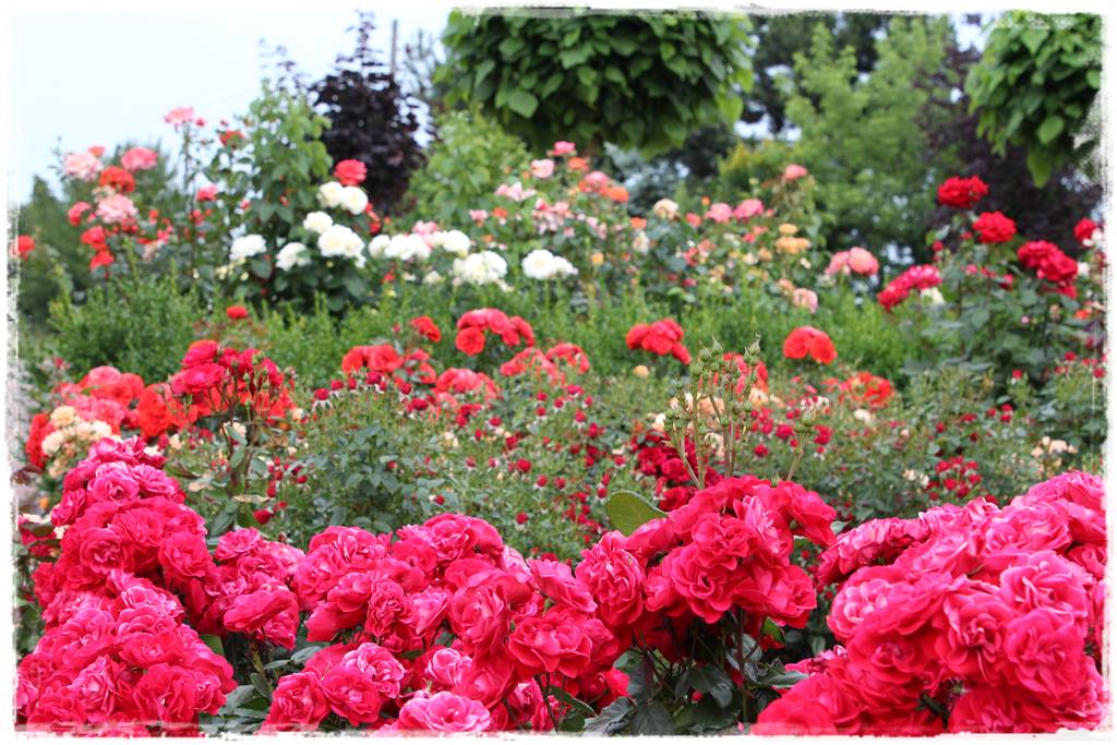 letnie nawożenie róż 28 letnie nawożenie róż 28