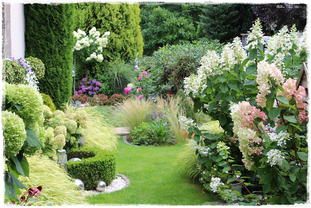 letnie nawożenie róż 3 letnie nawożenie róż 3