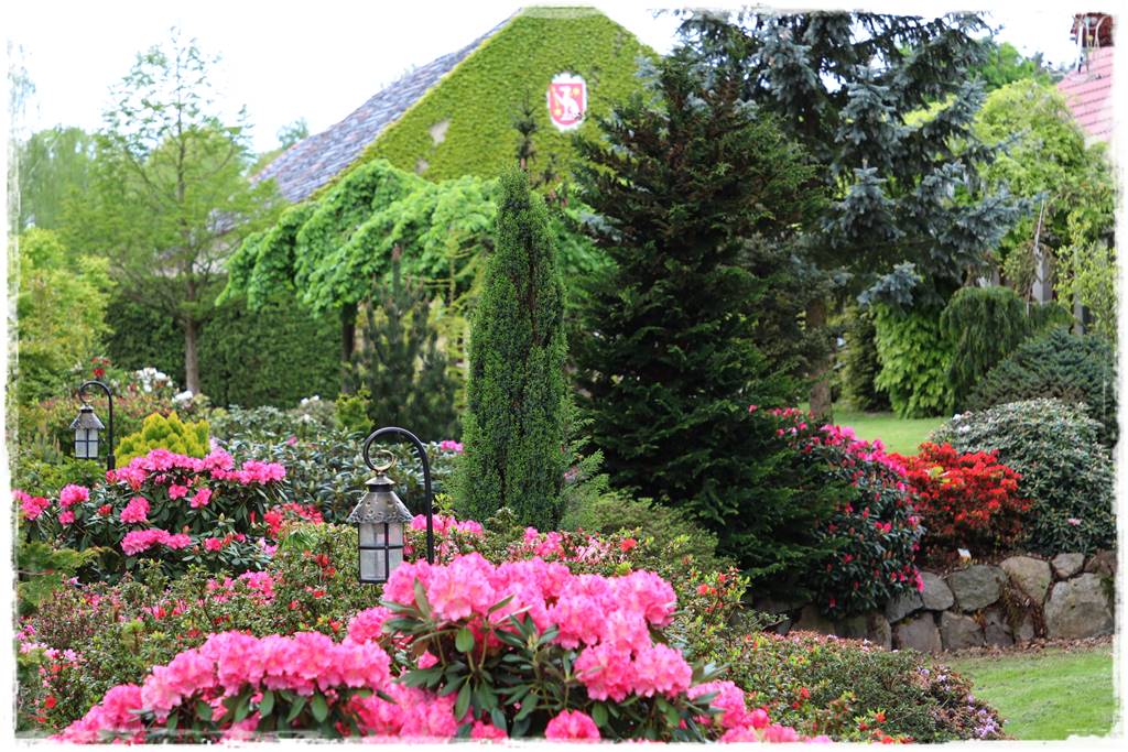 letnie nawożenie róż 30 letnie nawożenie róż 30