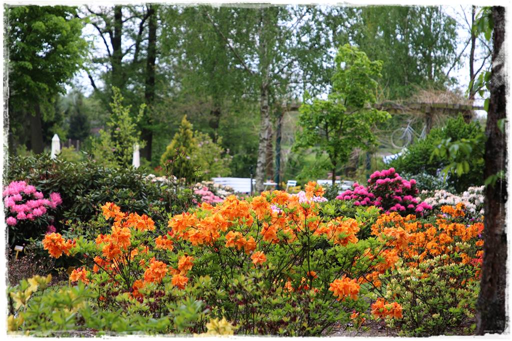 letnie nawożenie róż 31 letnie nawożenie róż 31