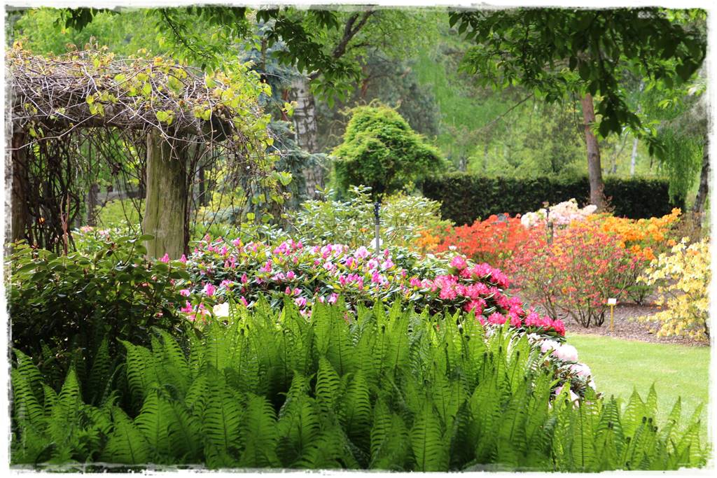 letnie nawożenie róż 31a letnie nawożenie róż 31a