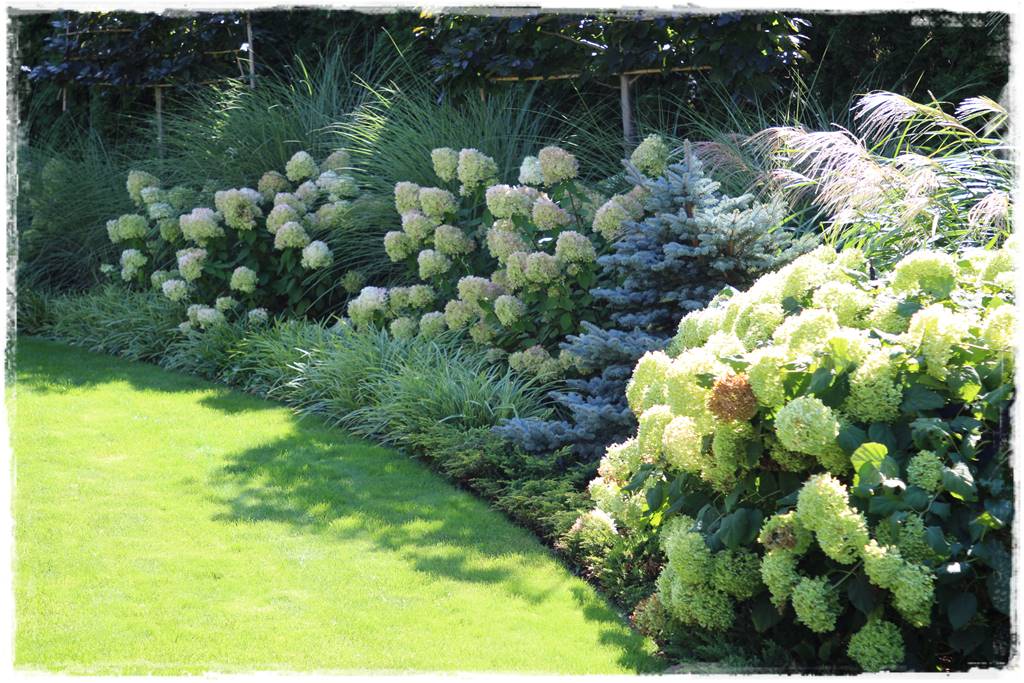 letnie nawożenie róż 33 letnie nawożenie róż 33