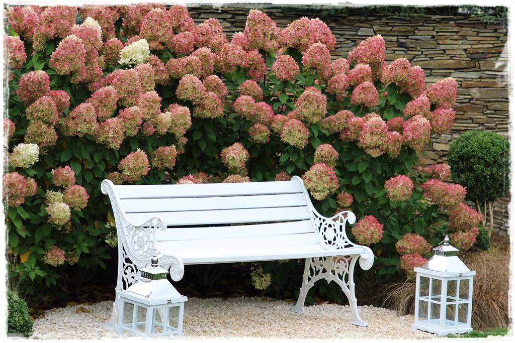 letnie nawożenie róż 34 letnie nawożenie róż 34