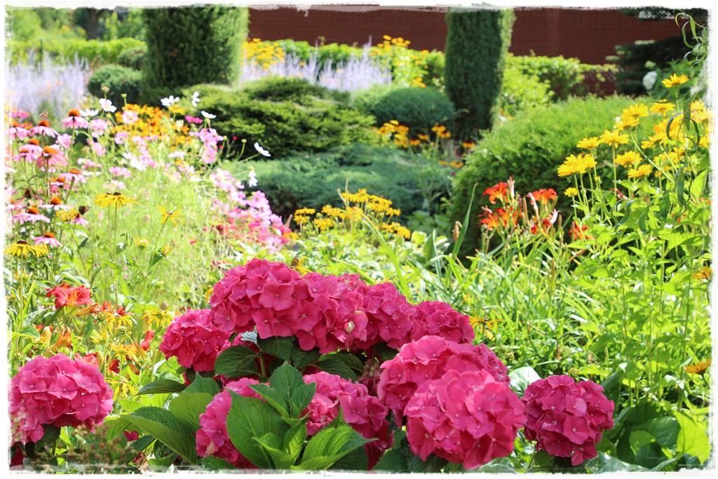 letnie nawożenie róż 36 letnie nawożenie róż 36