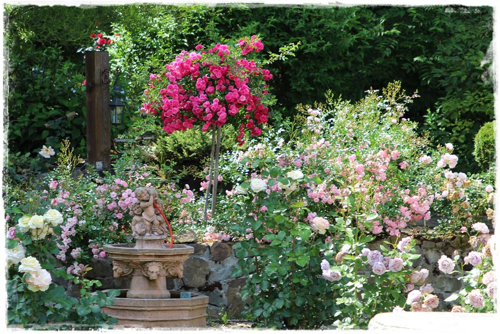 letnie nawożenie róż 4 letnie nawożenie róż 4