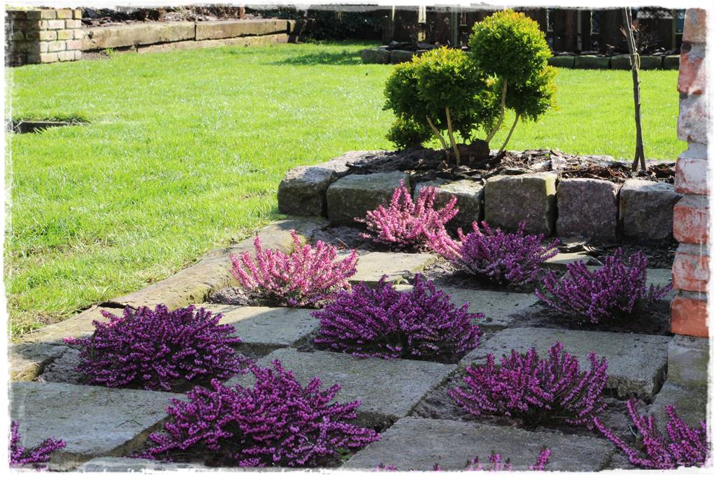 letnie nawożenie róż 46 letnie nawożenie róż 46