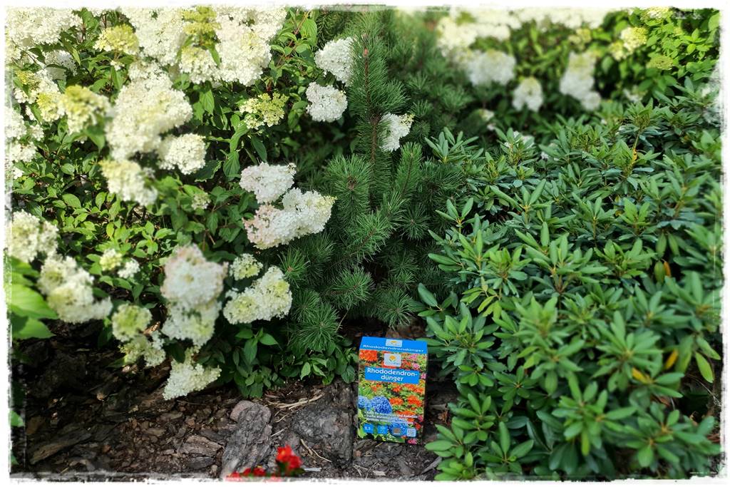 letnie nawożenie róż 47 letnie nawożenie róż 47