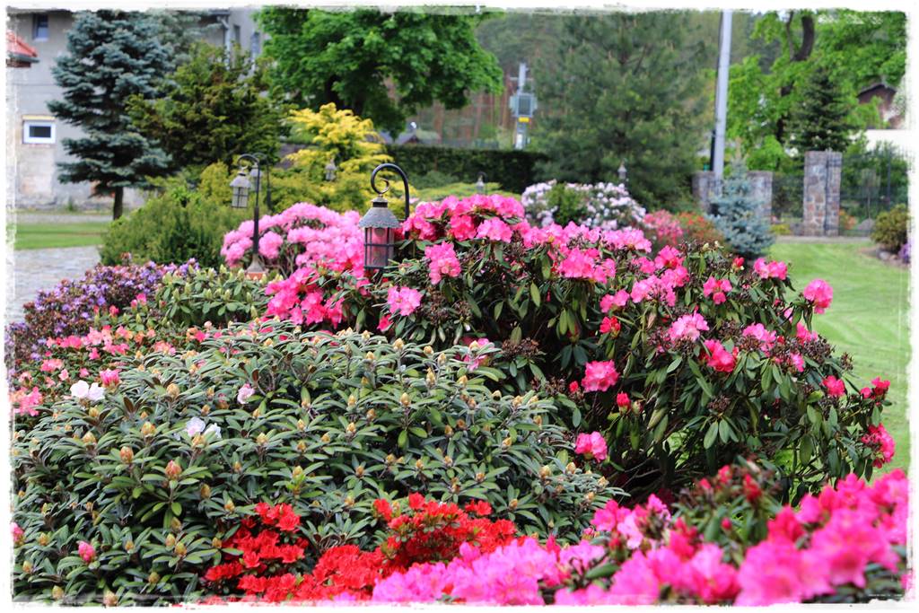 letnie nawożenie róż 5 letnie nawożenie róż 5