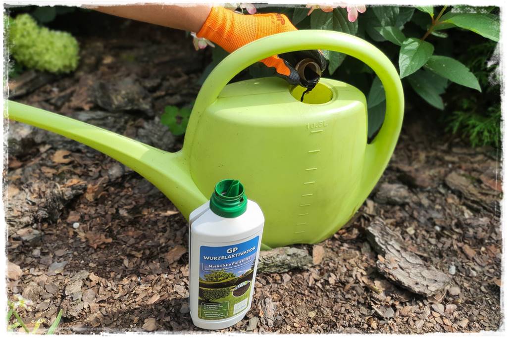 letnie nawożenie róż 51 letnie nawożenie róż 51