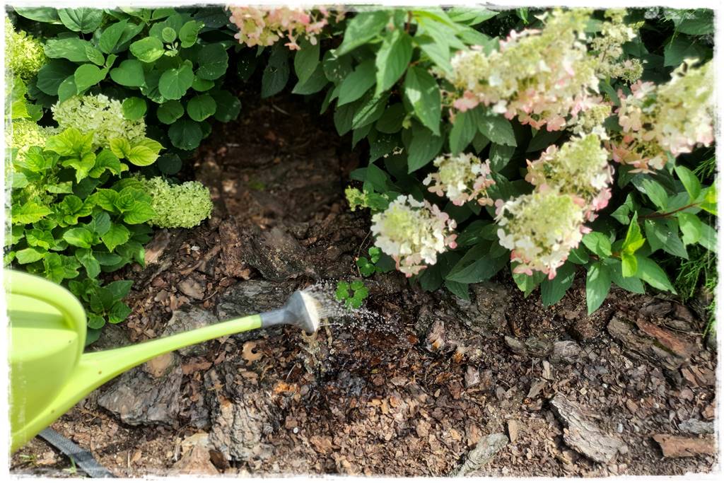 letnie nawożenie róż 52 letnie nawożenie róż 52