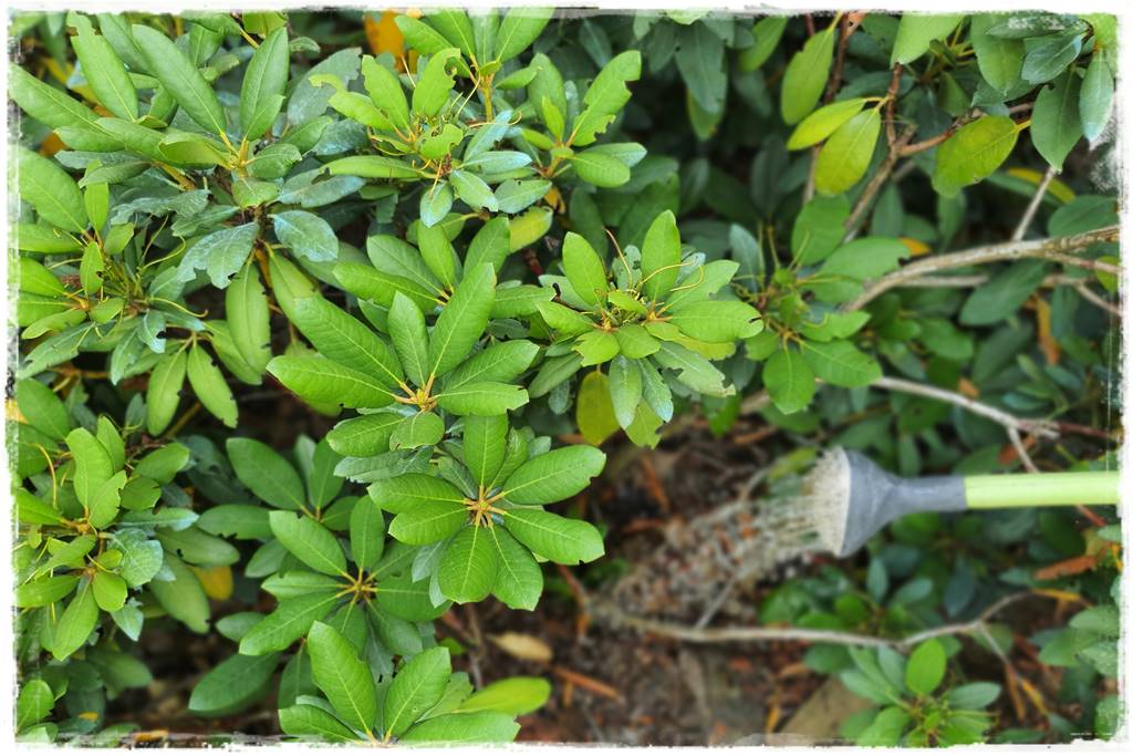 letnie nawożenie róż 53 letnie nawożenie róż 53