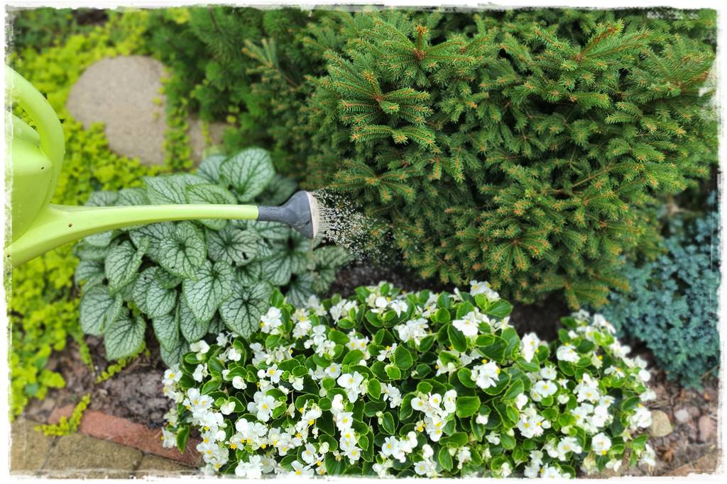 letnie nawożenie róż 54 letnie nawożenie róż 54