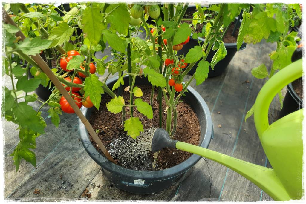 letnie nawożenie róż 55 letnie nawożenie róż 55