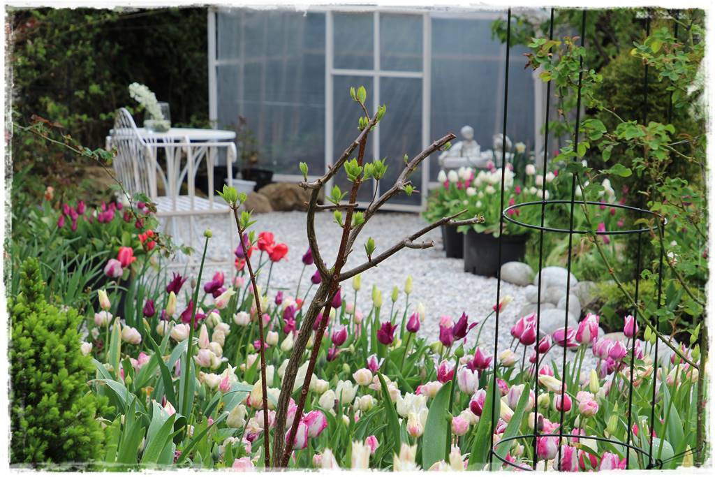 letnie nawożenie róż 58 letnie nawożenie róż 58