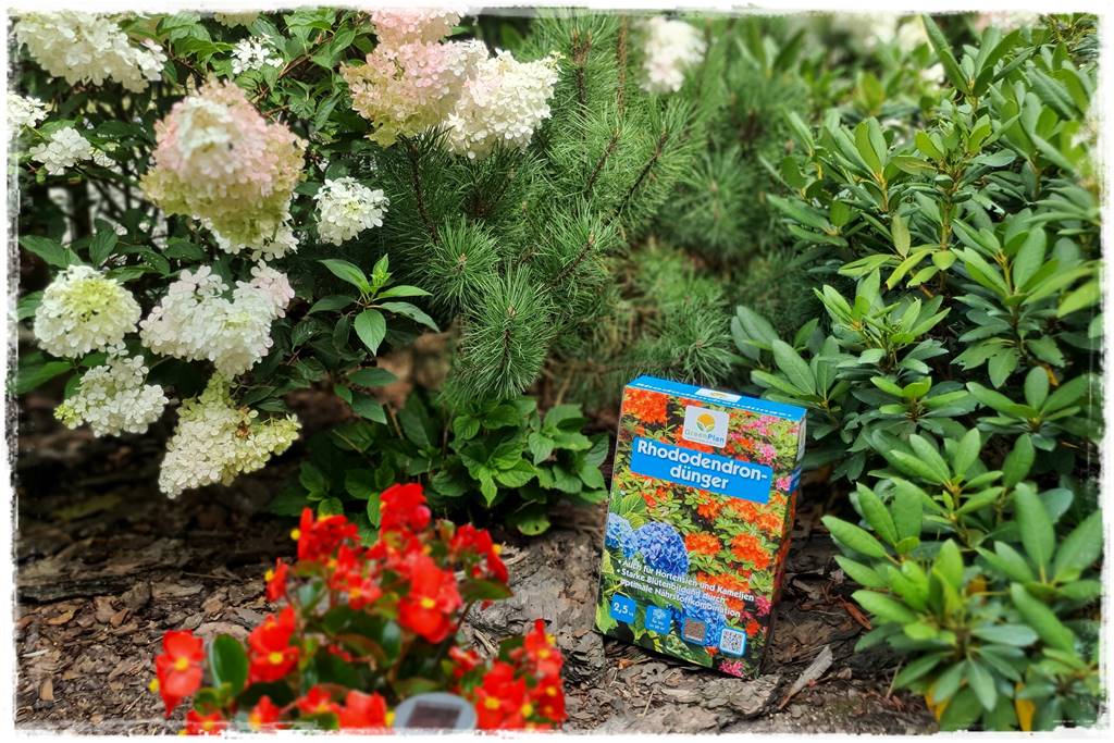 letnie nawożenie róż 62 letnie nawożenie róż 62