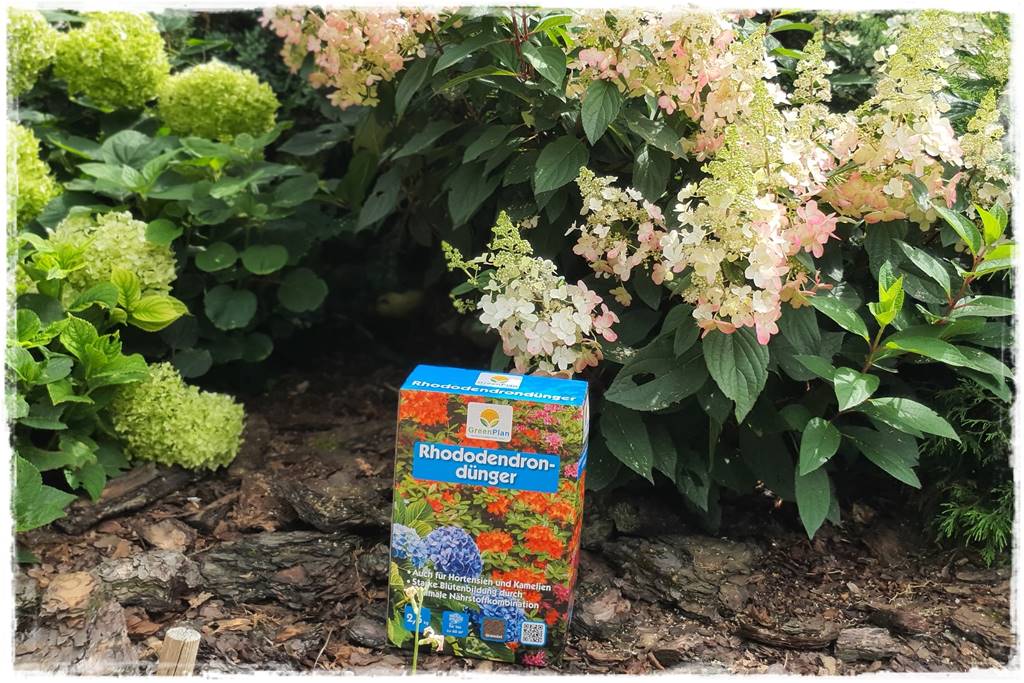 letnie nawożenie róż 63 letnie nawożenie róż 63