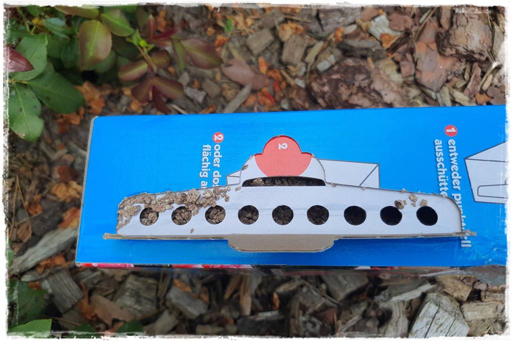 letnie nawożenie róż 66 letnie nawożenie róż 66