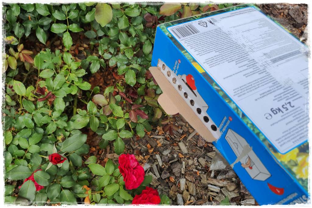 letnie nawożenie róż 67 letnie nawożenie róż 67