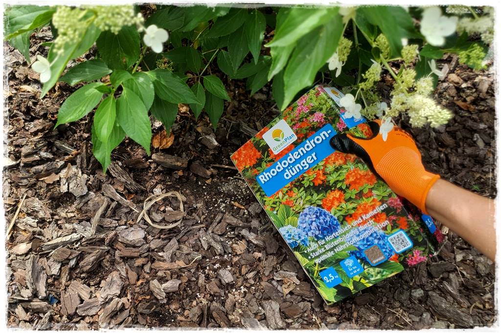 letnie nawożenie róż 67a letnie nawożenie róż 67a