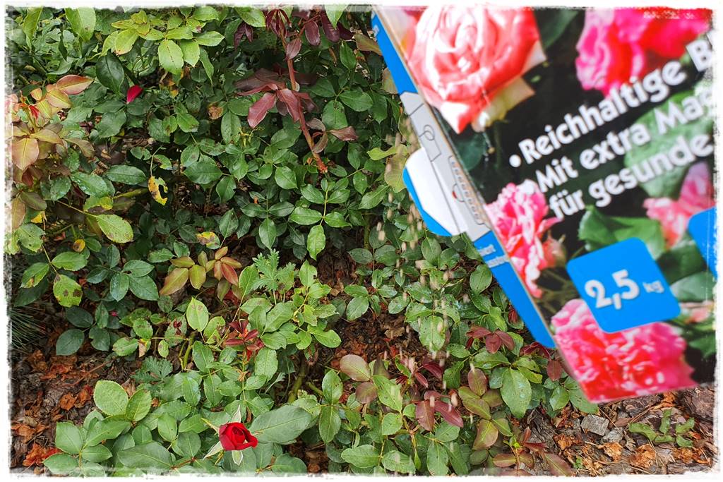 letnie nawożenie róż 68 letnie nawożenie róż 68