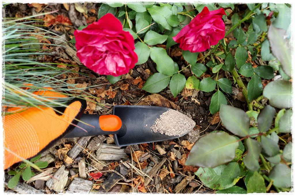 letnie nawożenie róż 71 letnie nawożenie róż 71