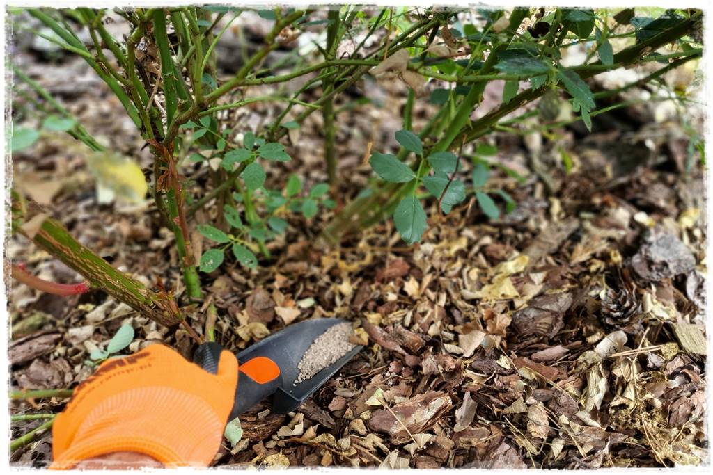 letnie nawożenie róż 72 letnie nawożenie róż 72