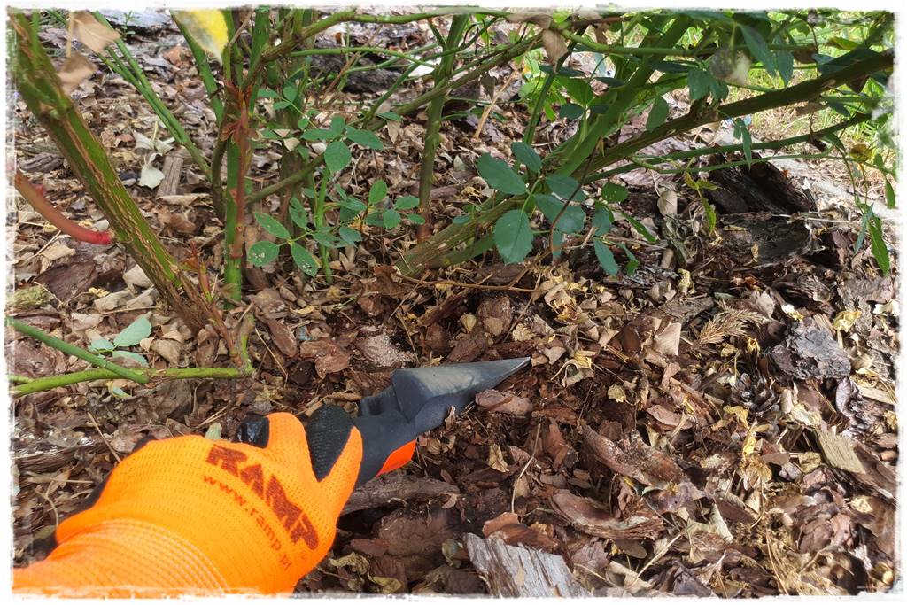 letnie nawożenie róż 73 letnie nawożenie róż 73