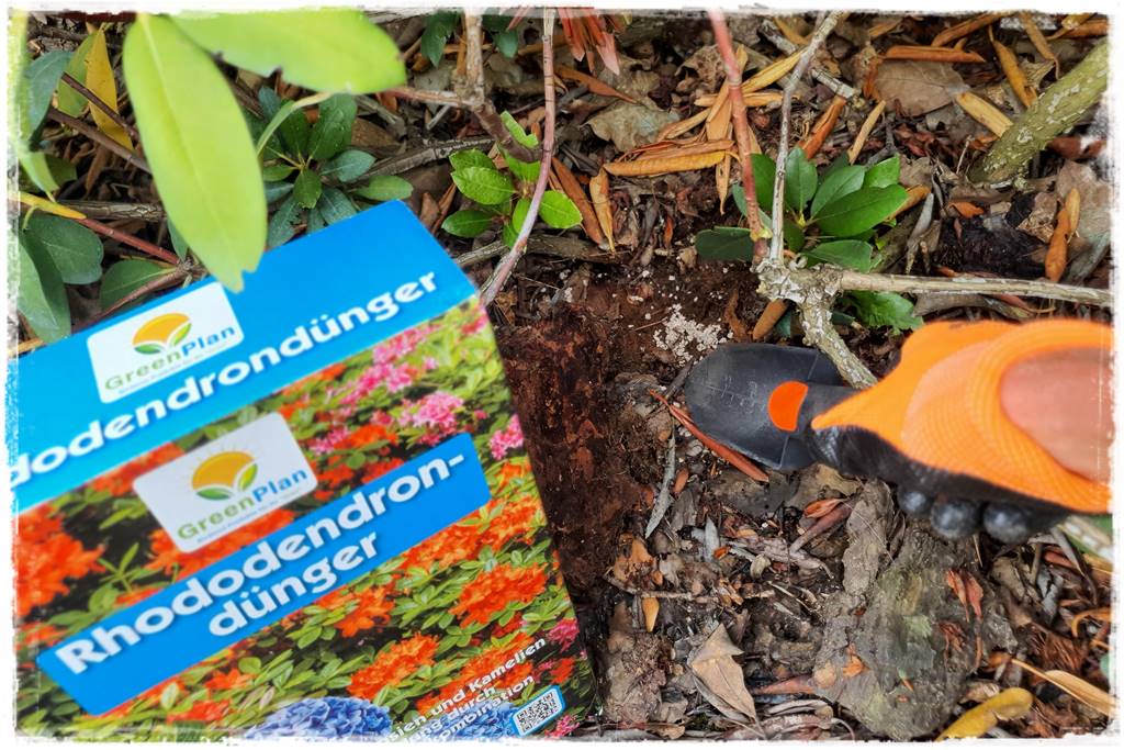 letnie nawożenie róż 74 letnie nawożenie róż 74