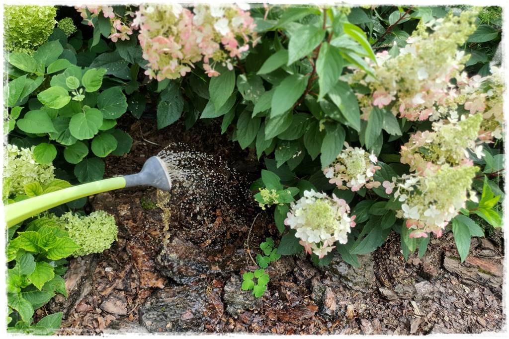 letnie nawożenie róż 81 letnie nawożenie róż 81