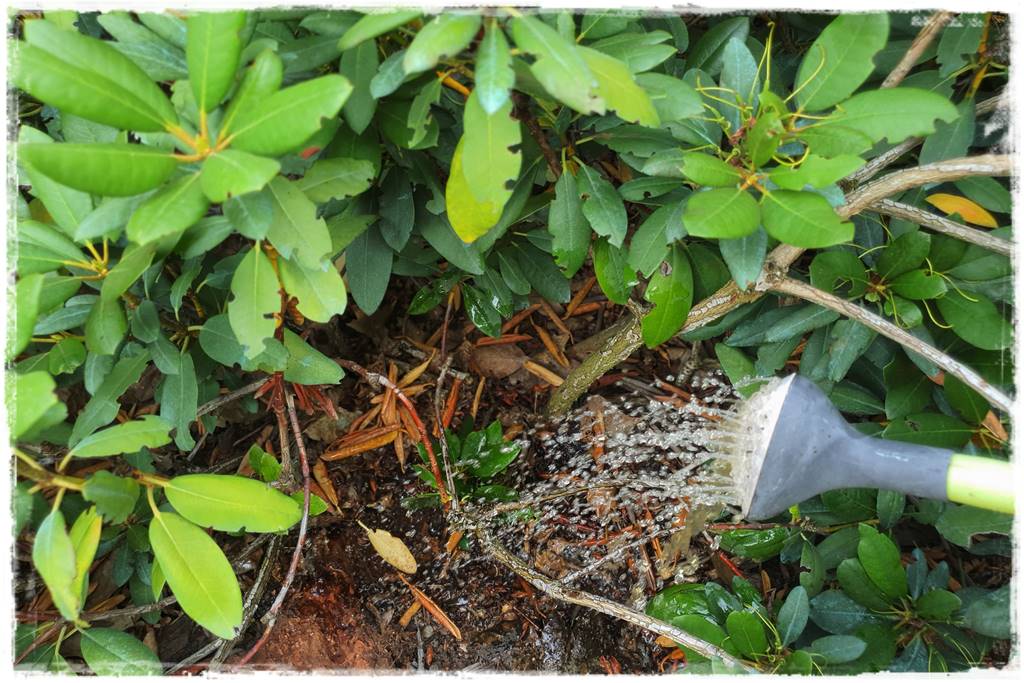 letnie nawożenie róż 82 letnie nawożenie róż 82