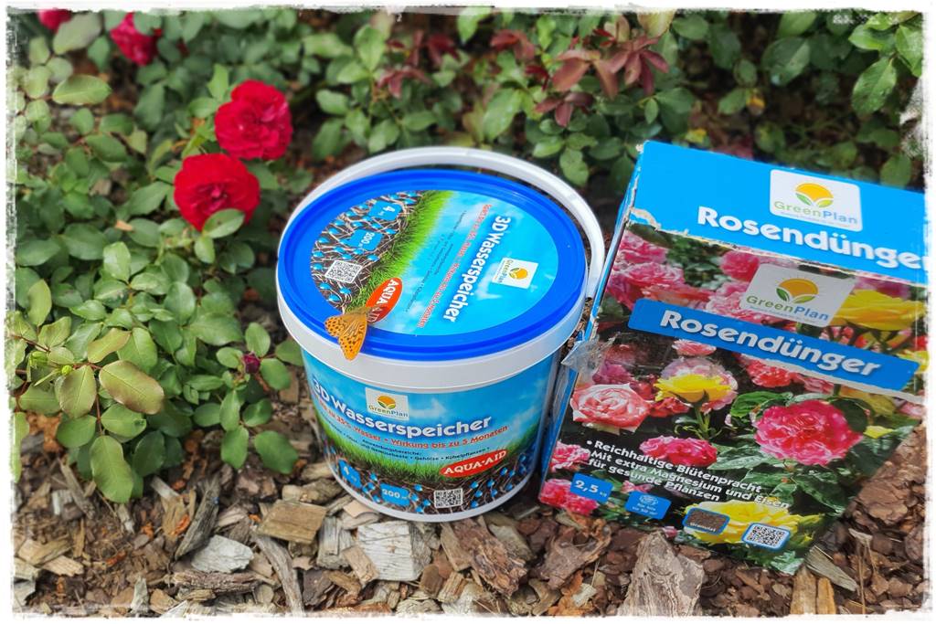 letnie nawożenie róż 83 letnie nawożenie róż 83