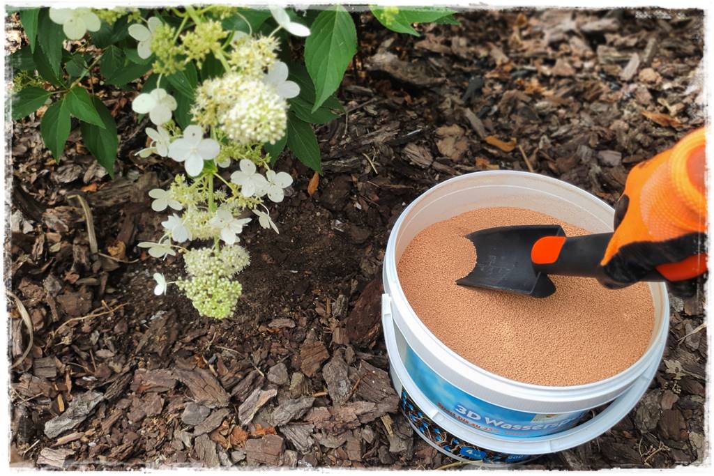 letnie nawożenie róż 84 letnie nawożenie róż 84