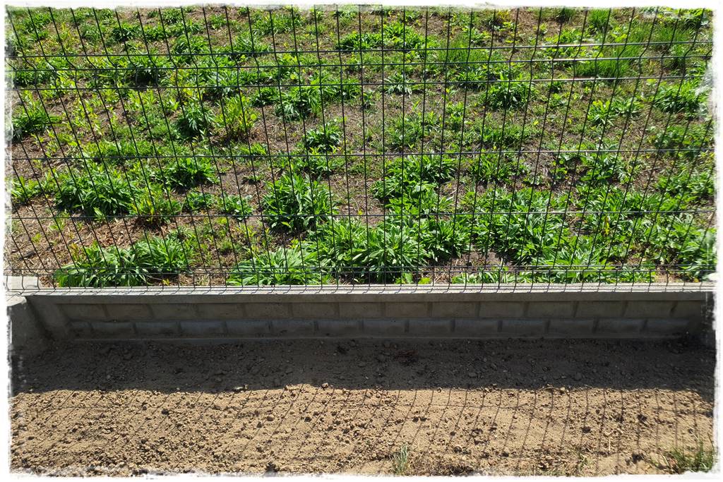 Jak sadzić tuje na żywopłot 15 Jak sadzić tuje na żywopłot 15