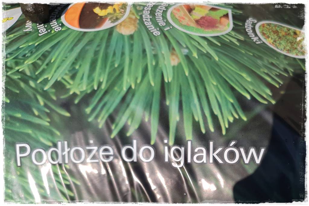 Jak sadzić tuje na żywopłot 16 Jak sadzić tuje na żywopłot 16