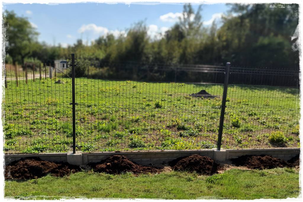 Jak sadzić tuje na żywopłot 17 Jak sadzić tuje na żywopłot 17