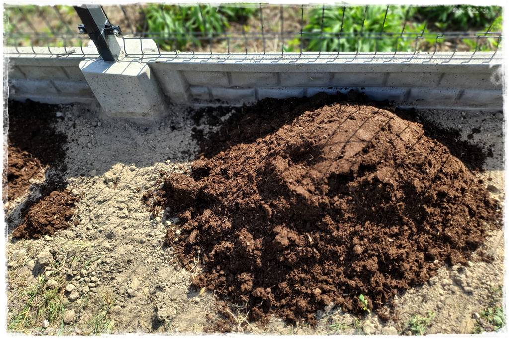 Jak sadzić tuje na żywopłot 18 Jak sadzić tuje na żywopłot 18